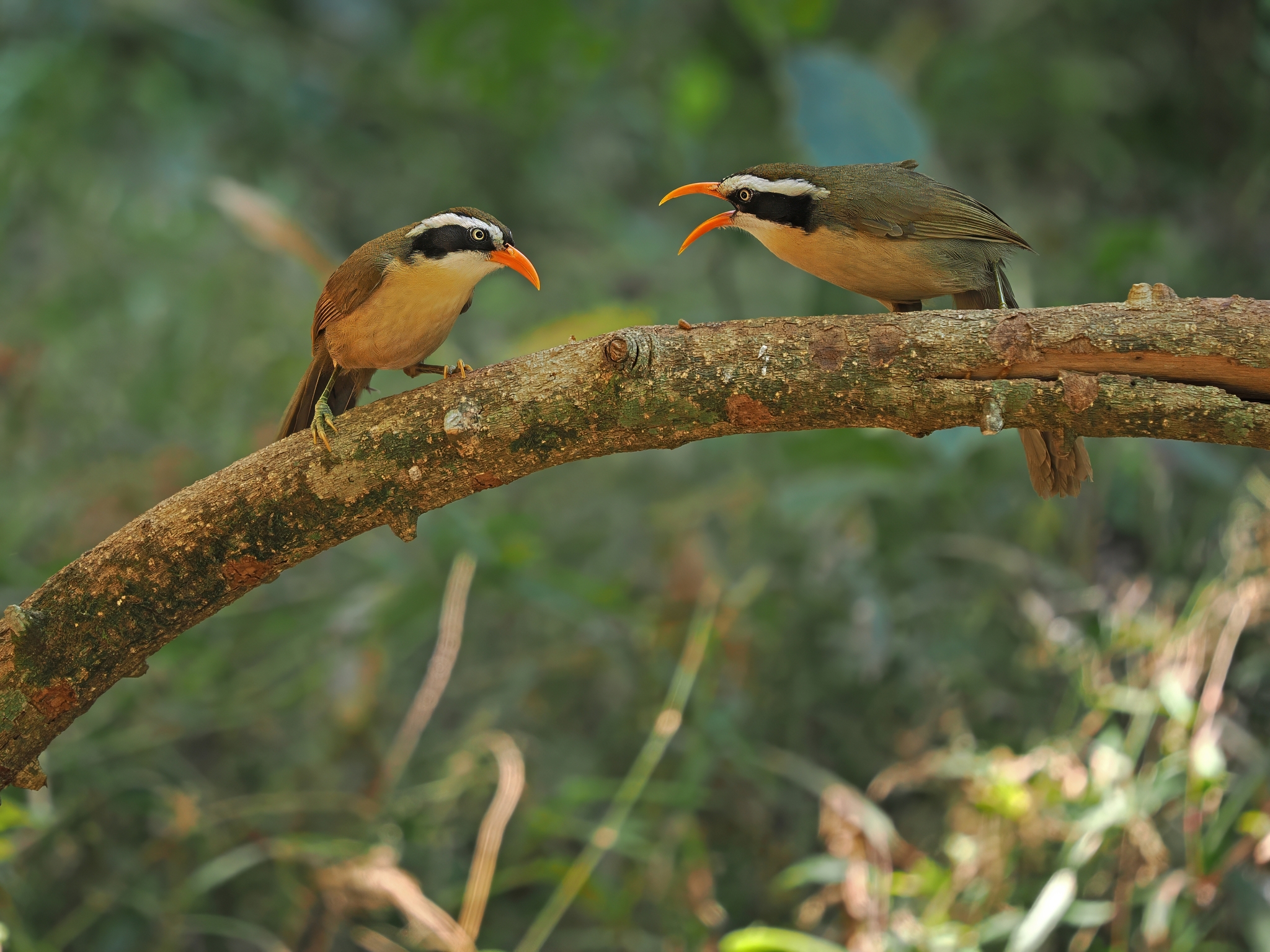 Brown-crowned Scimitar Babbler