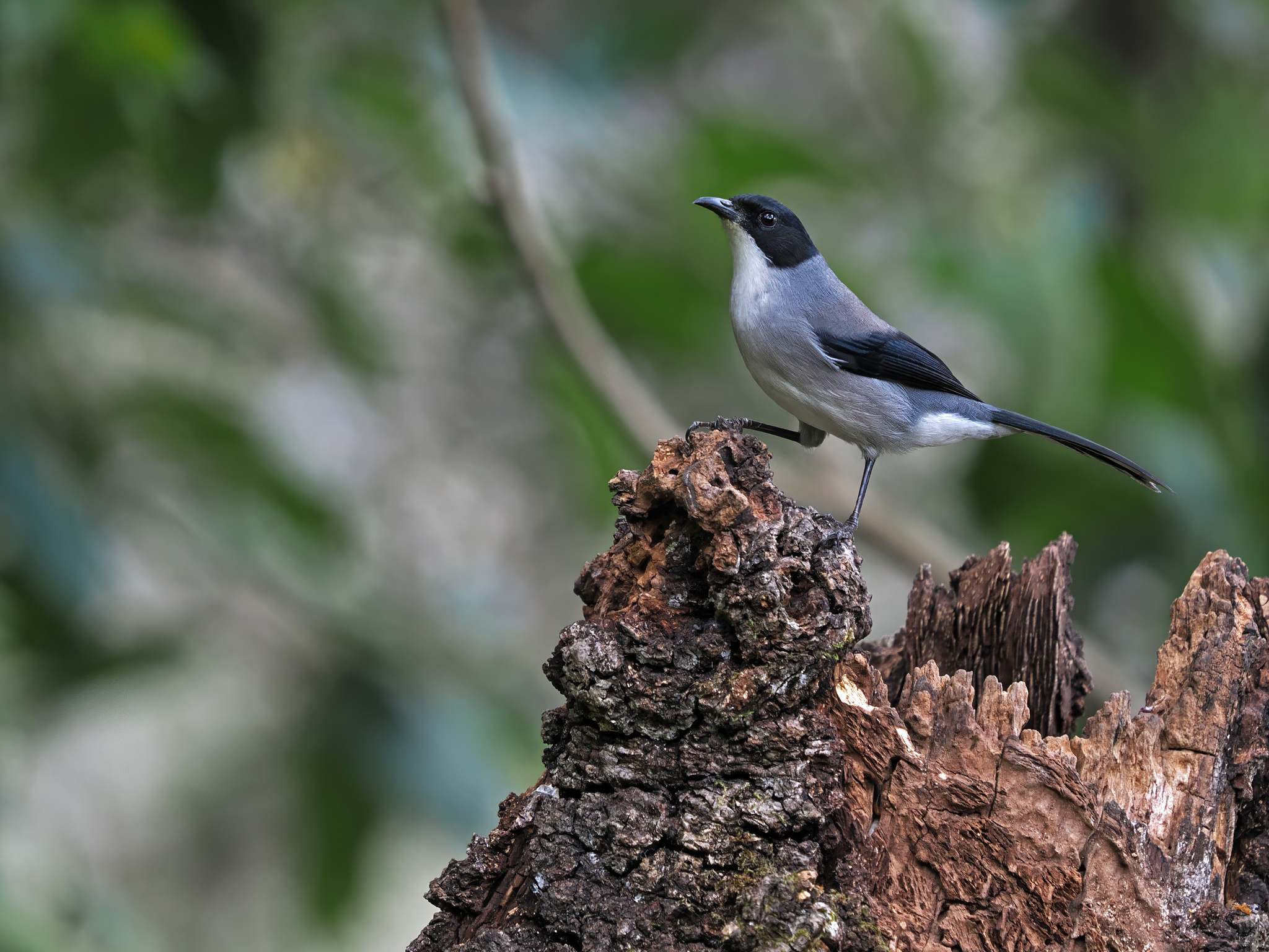 Black-headed Sibia