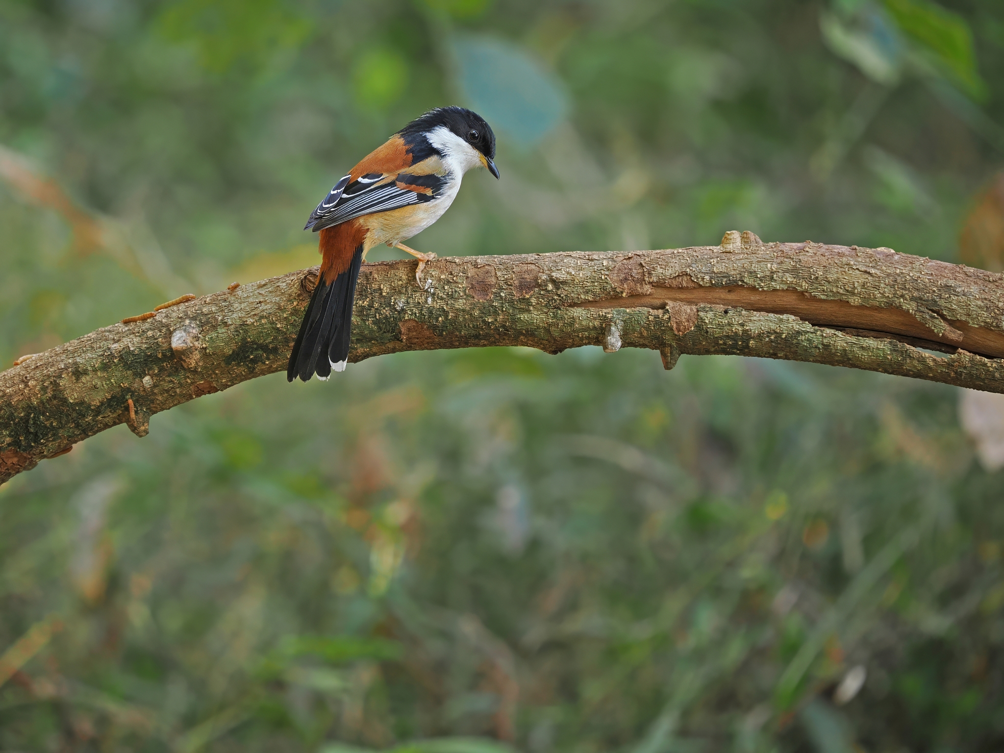 Rufous-backed Sibia