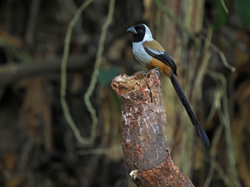 Collared Treepie (Dendrocitta frontalis), photo 4