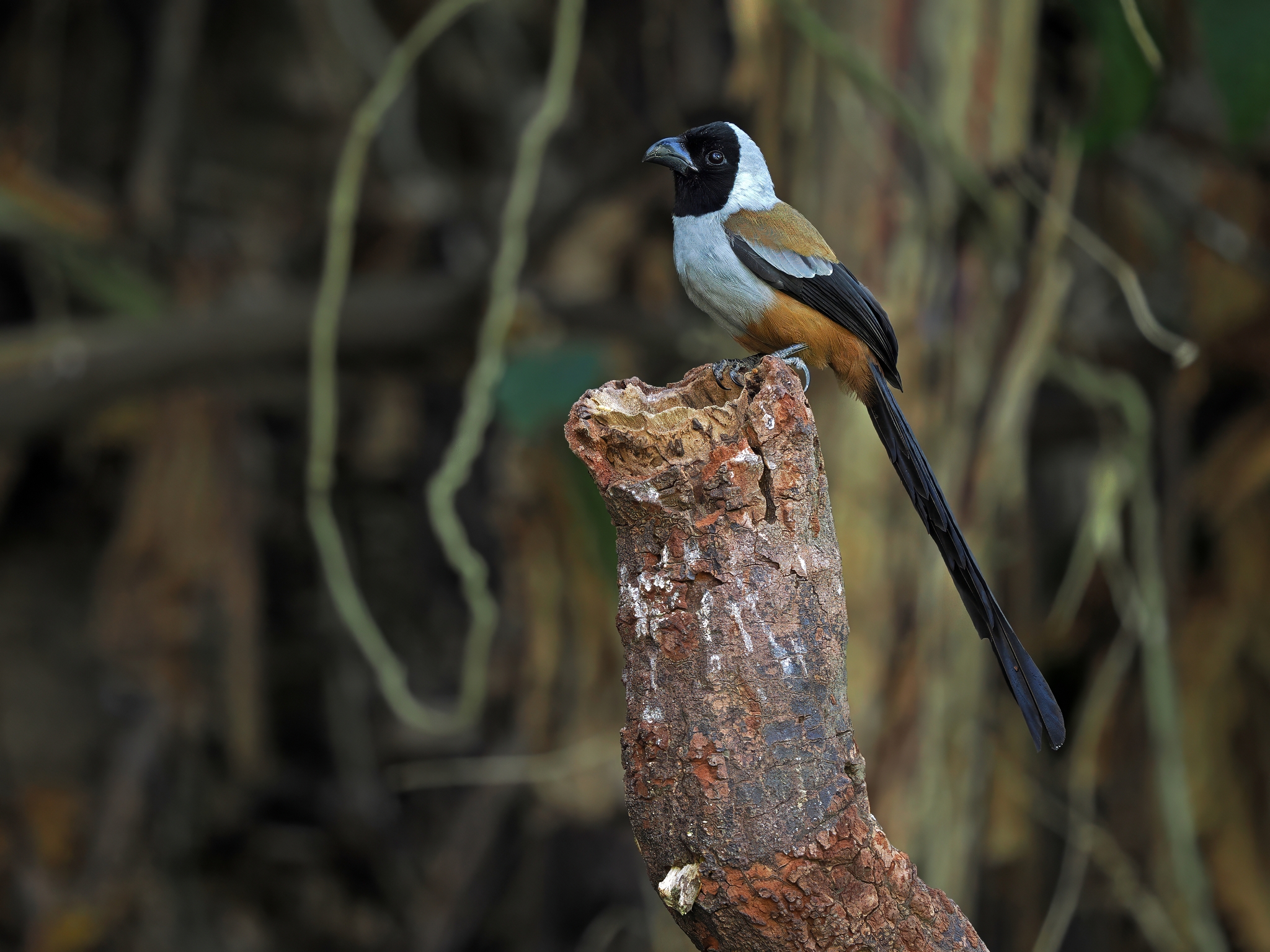 Collared Treepie