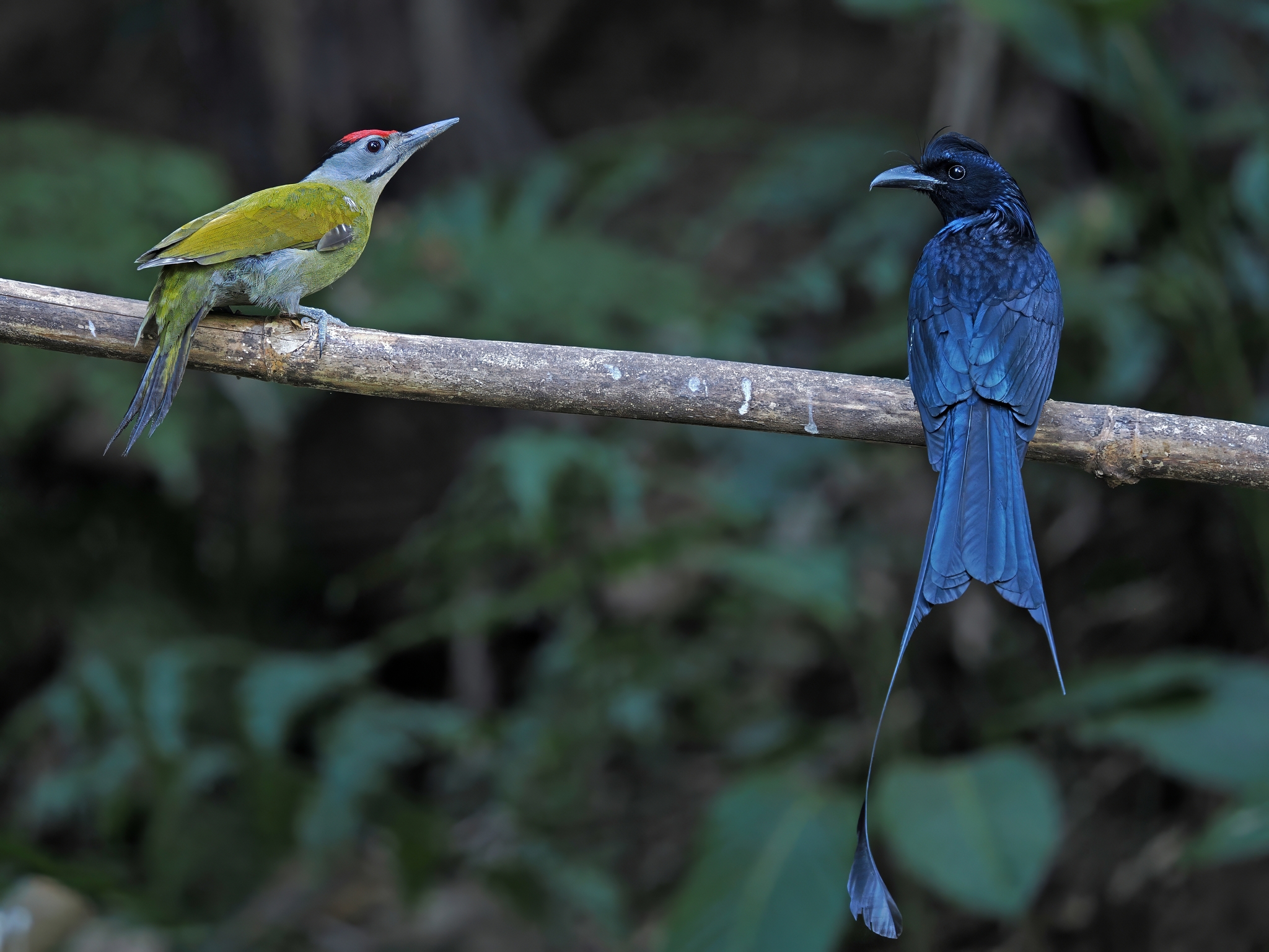 Grey-headed Woodpecker