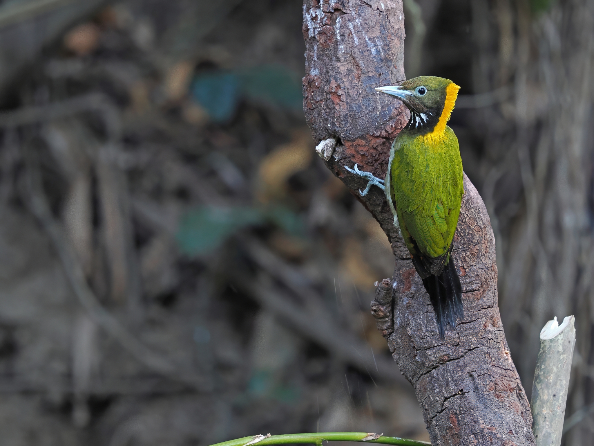 Greater Yellownape