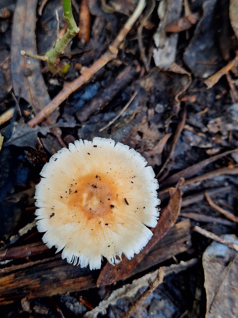 Leucoagaricus rubrotinctoides · March 2024 · photo: © rocio_pose (iNaturalist, cc-by)