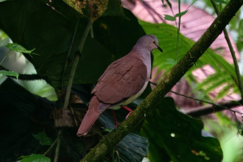 Pallid Dove (Leptotila pallida), photo 10