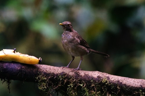 Ecuadorian Thrush (Turdus maculirostris), photo 7