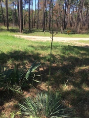 Yucca louisianensis