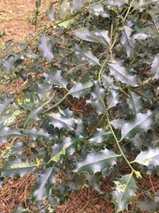 Ilex aquifolium