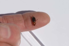 Amphasia interstitialis