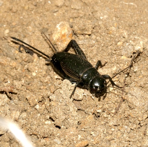 Fall field cricket