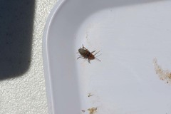 Atalantycha bilineata