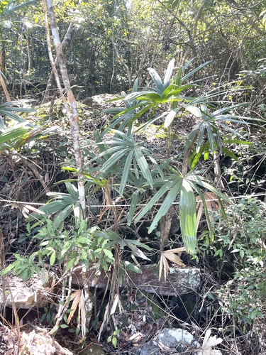 Rhapis excelsa