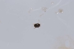 Agabus disintegratus