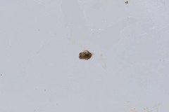 Nepomorpha