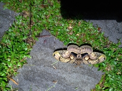 Brahmaea wallichii insulata