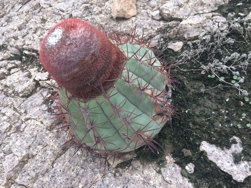 Melocactus peruvianus