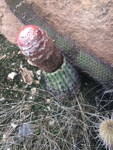 Melocactus peruvianus