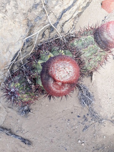 Melocactus peruvianus