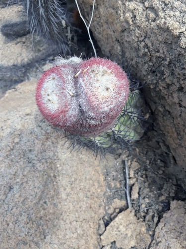 Melocactus peruvianus