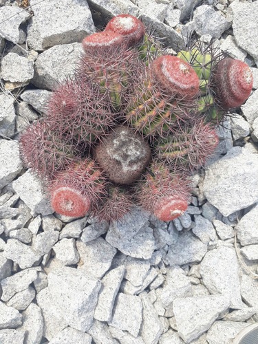 Melocactus peruvianus