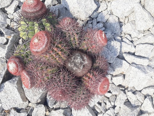 Melocactus peruvianus