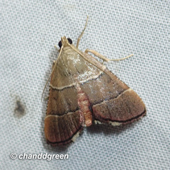 Stemmatophora flavicaput