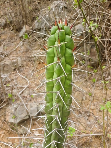 Rauhocereus riosaniensis, photograph 4
