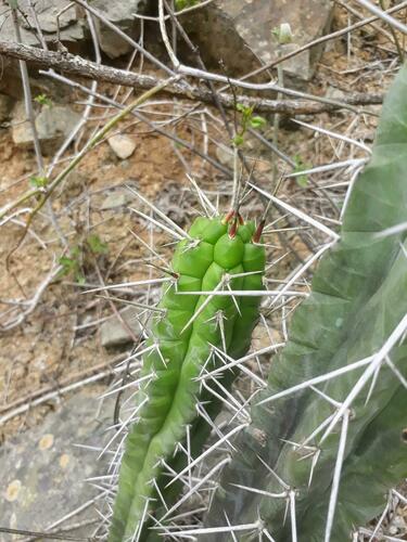 Rauhocereus riosaniensis, photograph 5