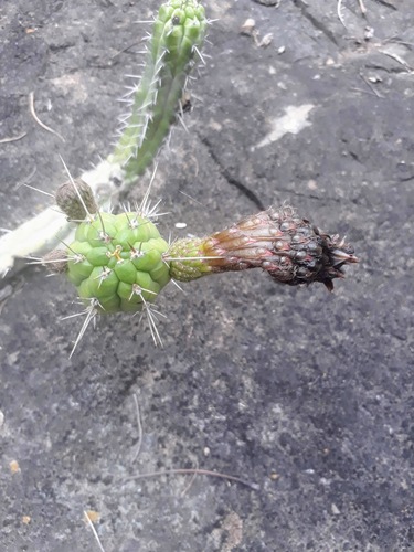 Rauhocereus riosaniensis, photograph 6