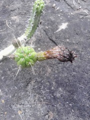 Rauhocereus riosaniensis, photograph (c) Luis Enrique Alomía Collazos, some rights reserved (CC BY)