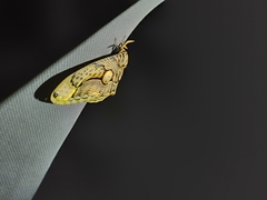 Brahmaea wallichii insulata