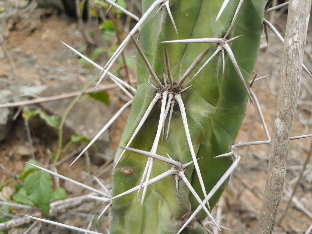 Rauhocereus riosaniensis; photograph (c) Luis Enrique Alomía Collazos, some rights reserved (CC BY)