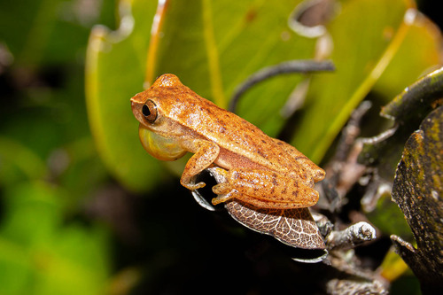 Rio Tree Frog, Dendropsophus meridianus