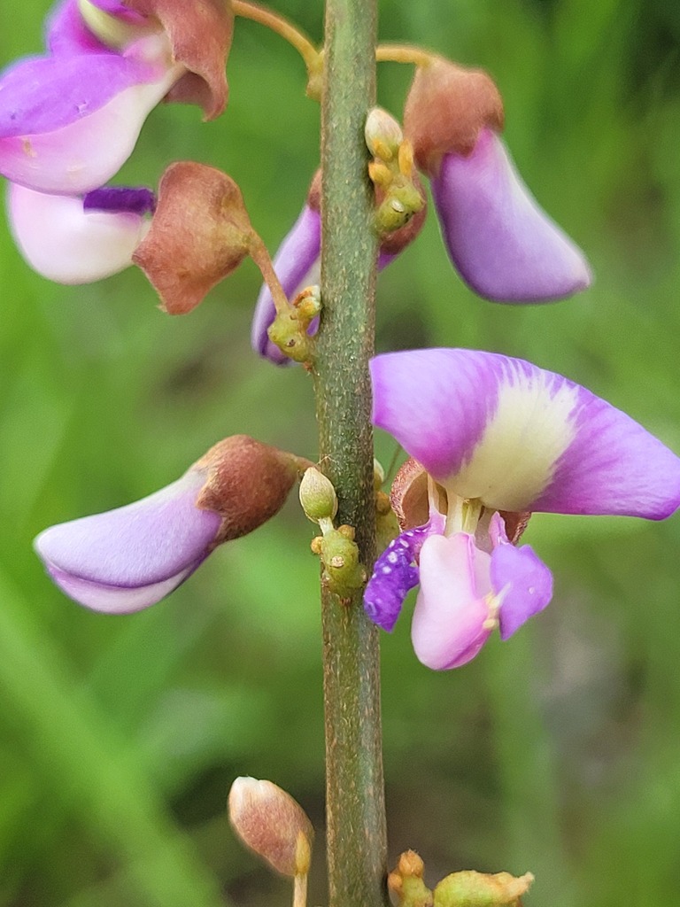 Deguelia nitidula