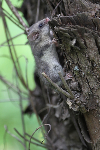 Chinese Dormouse (Chaetocauda sichuanensis) — Data Deficient Mammalia