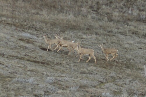 Northern Rocky Mountains White-tailed Deer photographed in Oregon