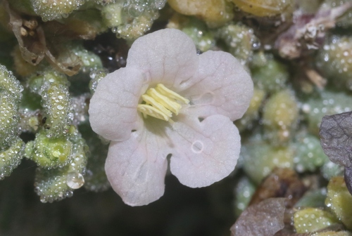 Xylocalyx