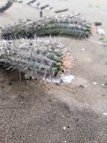 Haageocereus tenuis