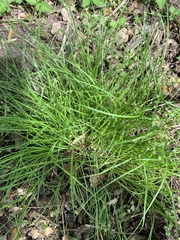 Carex bromoides