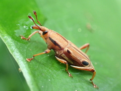 Sphenocorynes kosempoensis