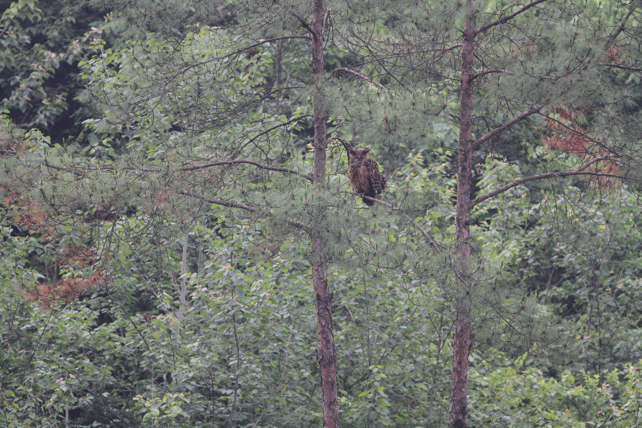 Tawny Fish Owl