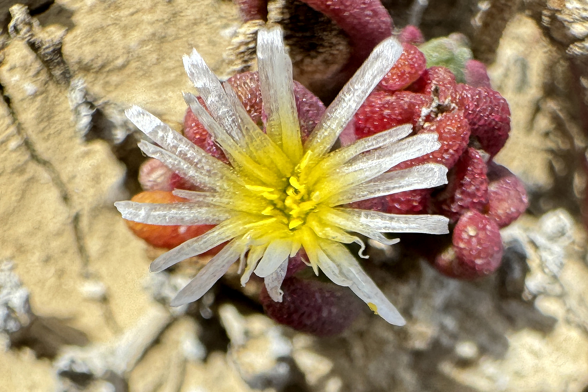 Slender Iceplant (Mesembryanthemum nodiflorum) · iNaturalist