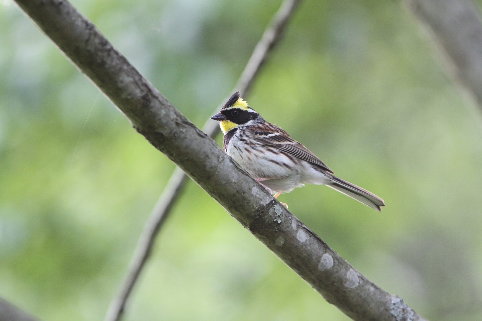 Yellow-throated Bunting