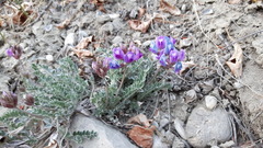 Astragalus missouriensis