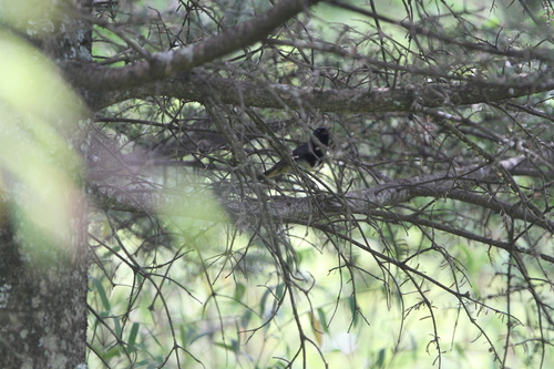 Blackthroat (Calliope obscura), photo 5