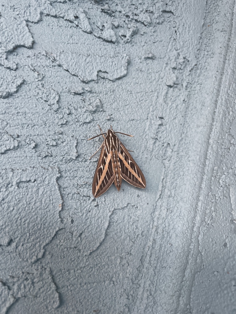 White-lined Sphinx from Elm St, San Diego, CA, US on March 10, 2024 at ...