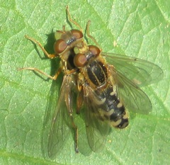 Anasimyia interpuncta
