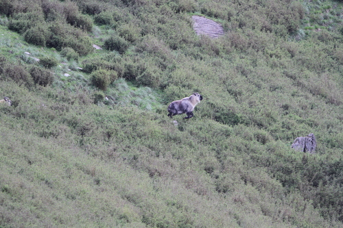 Sichuan Takin