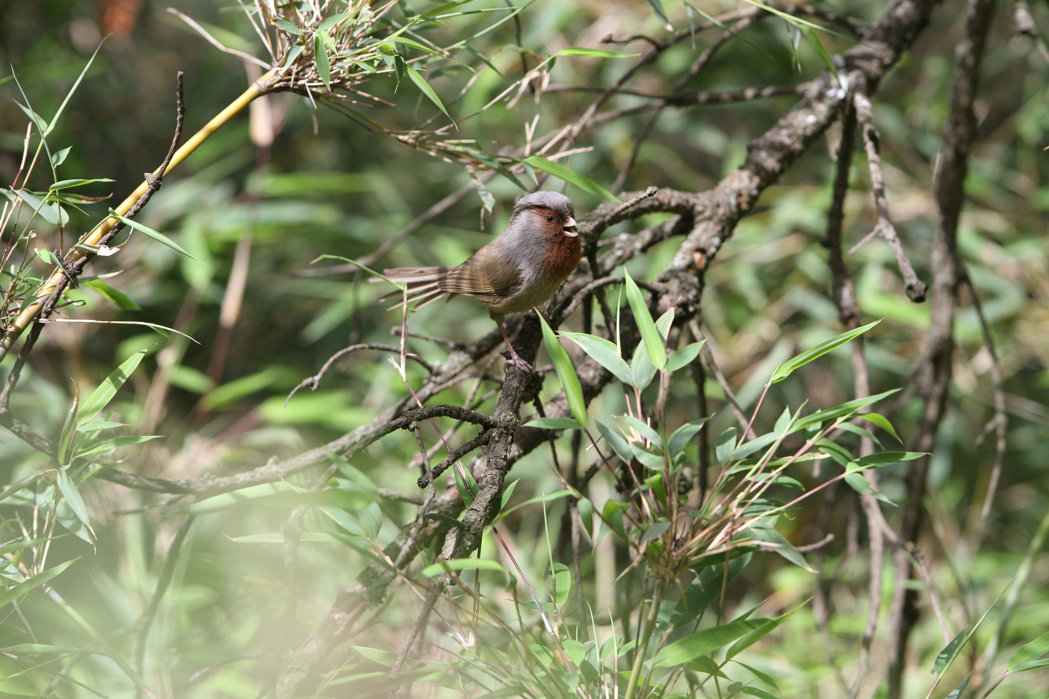 Przevalski's Parrotbill