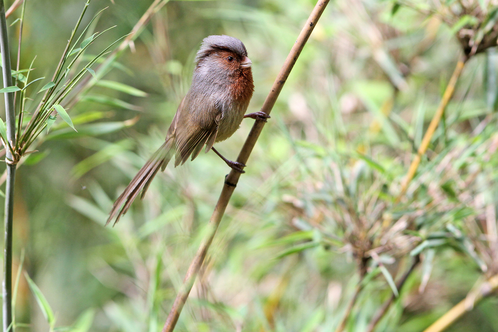 Rusty-throated Parrotbill (Suthora przewalskii) photo
